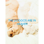 Lovely Puppys