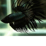 Bettas