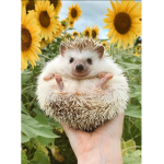 Free pet on pet sim just buy my merch