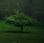 forestgreen个