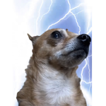 Dog is the best thing to ever exist