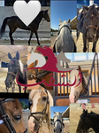 Horse riders !