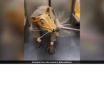 Rat A Tat Tat Street Rats