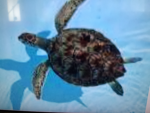 Turtle team!!!!!