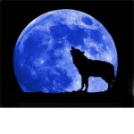 Blue Moon Howles
