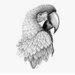 ._~Song-Birds~_.