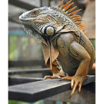 Reptile hangout