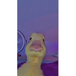 nhtdhk