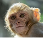 Team Monkey’s