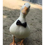 THE ROBLOX DUDE FAN CLUB OFFICAL