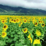Panyxls' Sunflower Fields