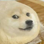 Doge Bakery Co.