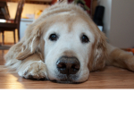 poop is yumm