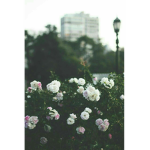 _buddies_