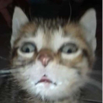 Zing's Clothing
