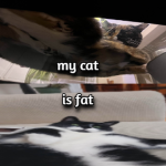 my cat is huge