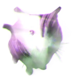 Shimmer Wawa
