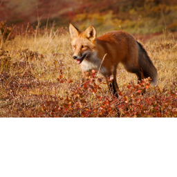 Fox Border
