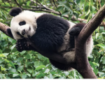 Panda Friendship!!!