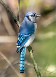 Not Jay Birds