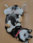 ココクロ