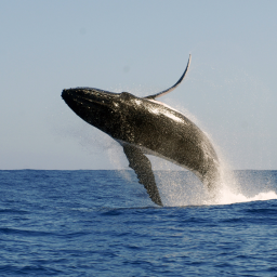 whale