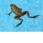 The wet frogs