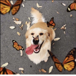 Bark butterfly’s
