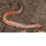 The Association of Earthworms