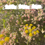 blossom studio.