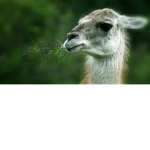The lamas united