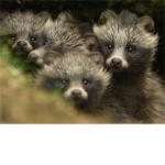 Minks BestFriends