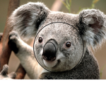 Bestkoalas
