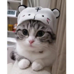 Lucky catz