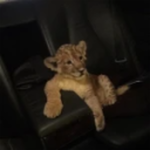 The lions >,..,<