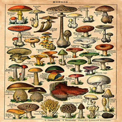 Vintage Mushroom Poster Roblox decal