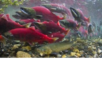 fish swat team