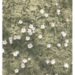 Potato_ chips