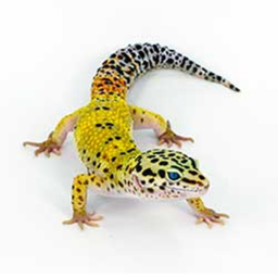The Gecko Game!