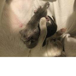 Kittens