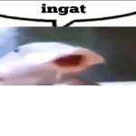 commit tortila
