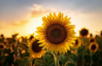 Sunflower Story District
