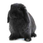The Rabbit Community