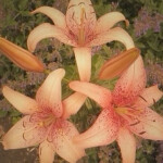 𝖿𝗈𝗋𝖾𝗏𝖾𝗋"