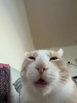 Cat army?