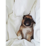 Love of pugs