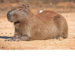 Capybara Cult Fam