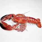 Lobter donate