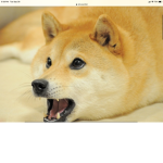 The golden doges of roblox