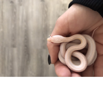 The snake ######